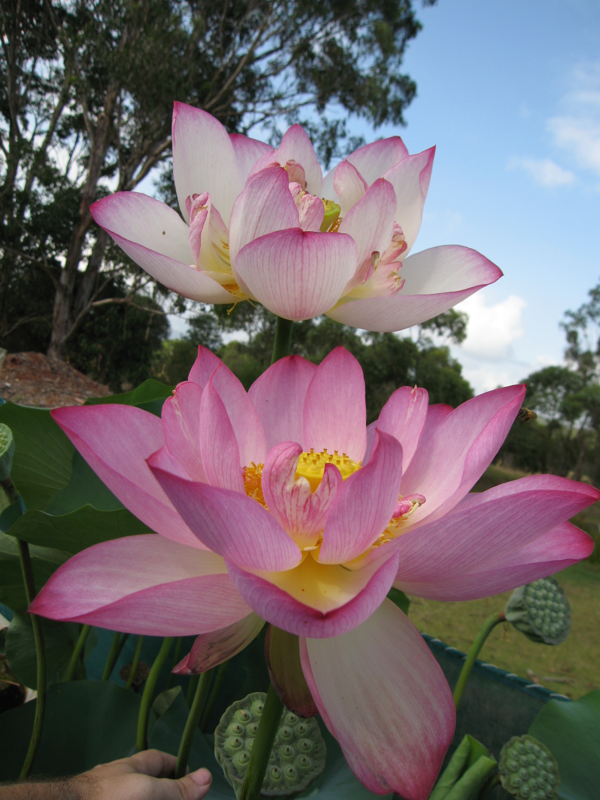 Лотос орехоносный Nelumbo nucifera