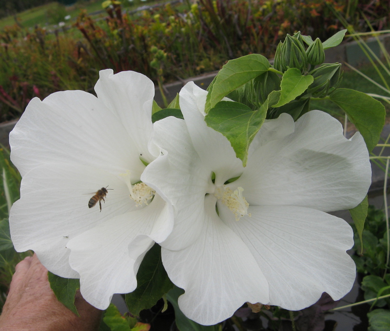 Hibiscus Moscheutos Ruffled White Wallis Creek Watergarden 5504