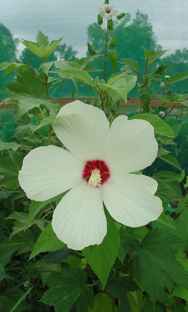 Hibiscus ‘Blue River’ (White) | Wallis Creek Watergarden