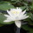 Nymphaea ‘laydekeri alba’ – Wallis Creek Watergarden