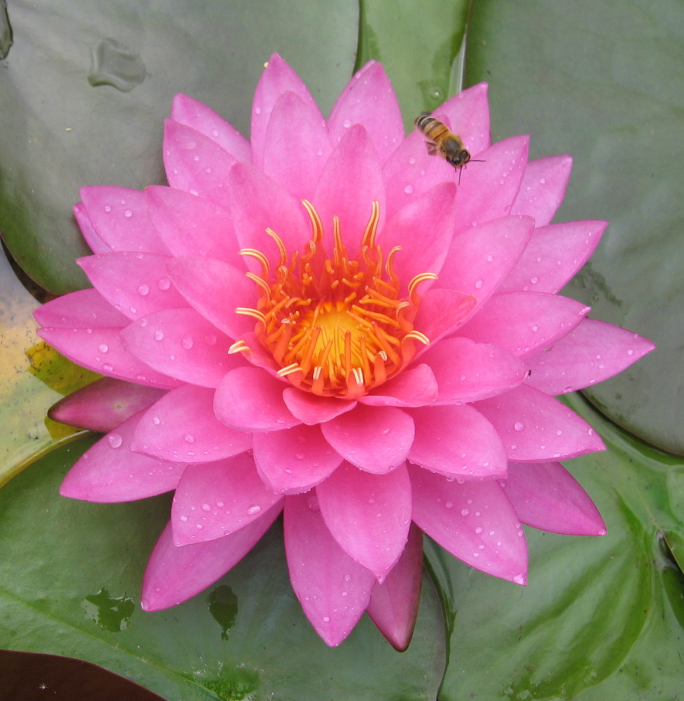 Nymphaea ‘Mayla’ | Wallis Creek Watergarden