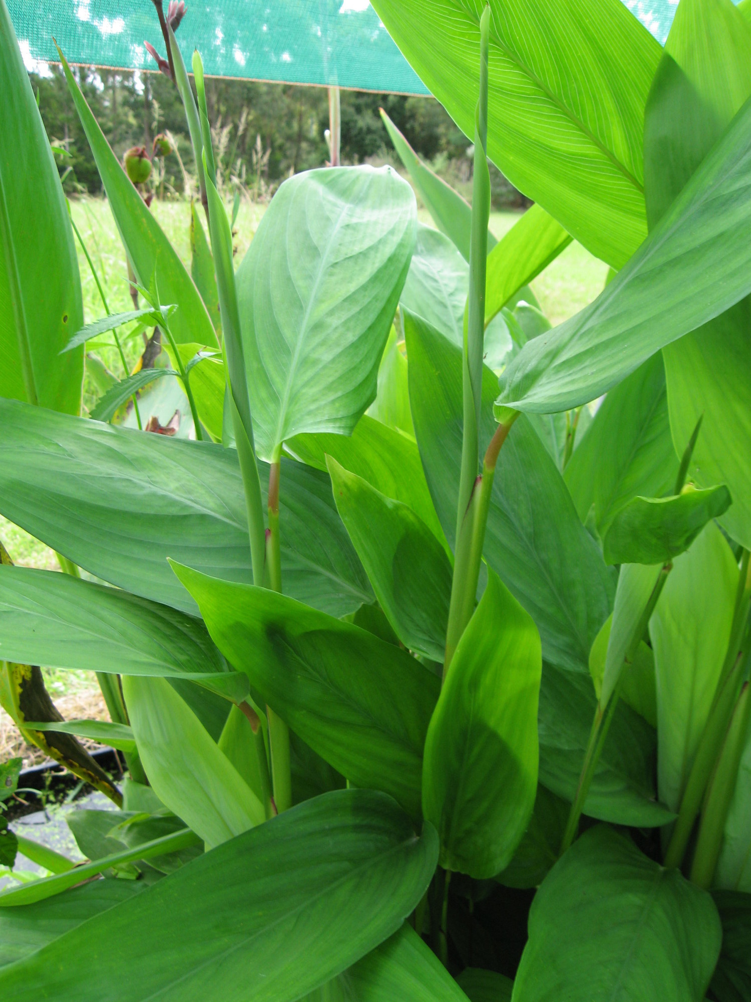 Maranta arundinacea – Wallis Creek Watergarden