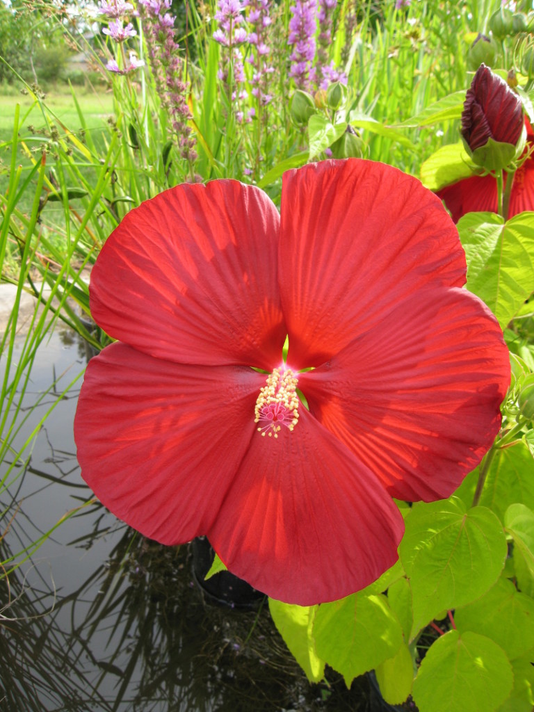 Hibiscus moscheutos (Red) – Wallis Creek Watergarden